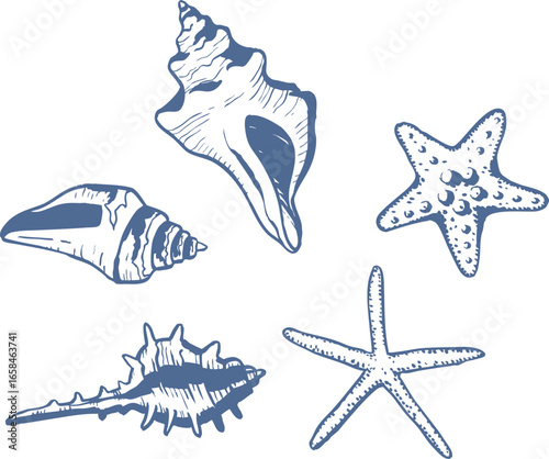 Hand drawn starfish and sea shells set. Underwater world doodles. Marine drawings. Ink elements. Vector illustration isolated on white background.