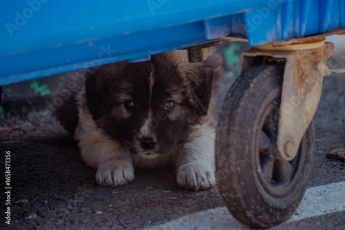 Fototapeta Naklejka Na Ścianę i Meble -  A small black and white puppy hides under a blue cart. The puppy has a fluffy coat and curious eyes, looking out from its sheltered spot.