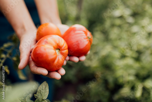 Farmer holding fresh organic tomatoes in his hand, showcasing healthy natural produce from sustainable agriculture