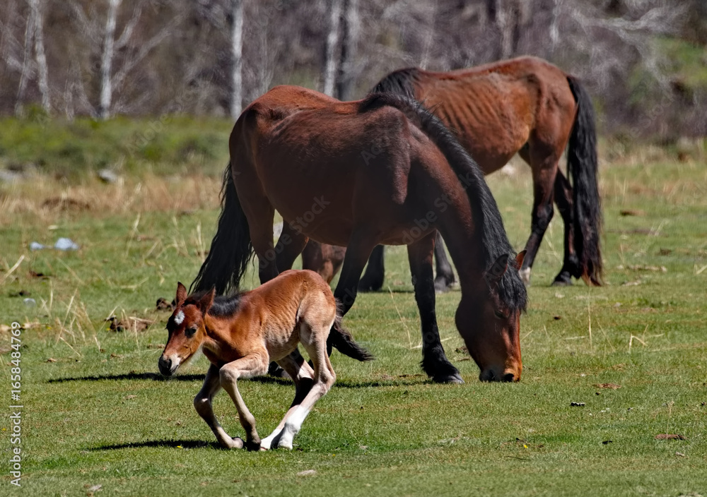 Fototapeta premium Russia. South of Western Siberia, the Altai Mountains. A mare with a resting foal on free pastures in the mountain valleys of the Ursul River.