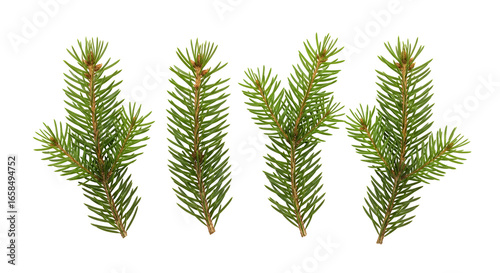 Fotografija Four green pine branches with needles and brown stems isolated on a transparent