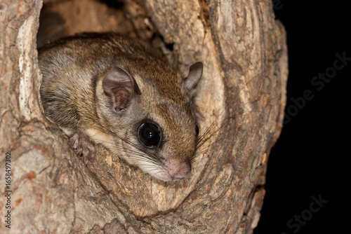 Принти на полотні Southern Flying Squirrel at nest cavity taken in Minnesota under controlled cond