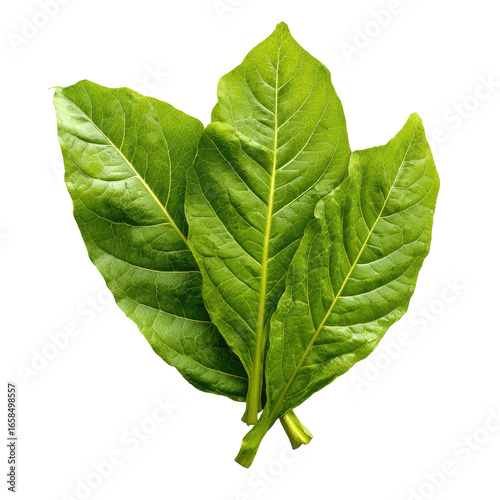 Close-up of three vibrant green tobacco leaves (1)