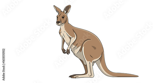 Illustration of a kangaroo standing upright with a long tail and small front paws in a white background on transparent background