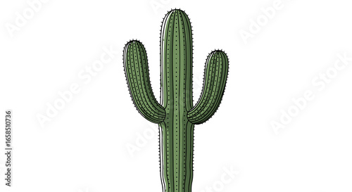 Illustration of a saguaro cactus with three arms and visible spines on a plain white background scene view on transparent background