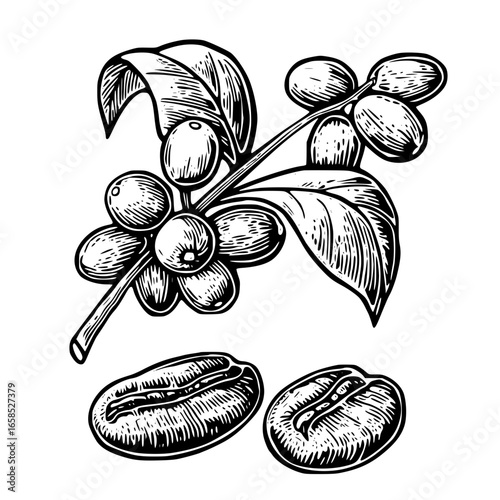 Coffee branch with beans and leaves