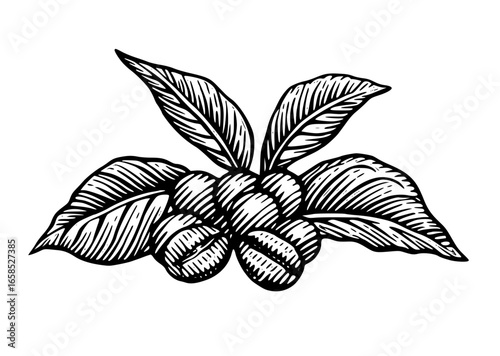 Coffee beans and leaves isolated