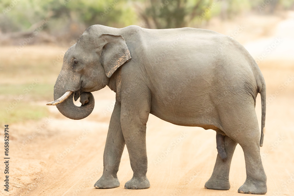 Naklejka premium Sri Lankan Elephant in YALA National Park