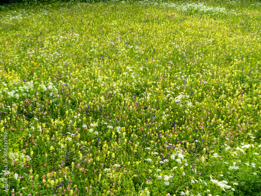 Fototapeta premium A beautiful flower meadow, photographed on Monte Baldo near Spiazzo. The village of Spiazzo is located south of Monte Baldo.