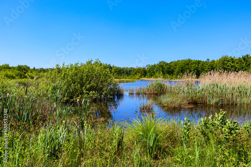 Natural landscape with abundant reeds in water and wild vegetation surrounding pond, leafy trees against blue sky, known as the land of 1001 ponds, De Wijers in province of Limburg, Belgium