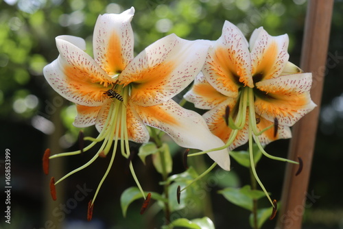 lilia drzewiasta Lady Alice