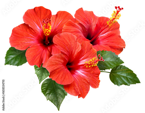 Fototapeta Naklejka Na Ścianę i Meble -  vibrant red hibiscus flowers and green leaves
