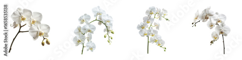 Beautiful orchid flower arrangements creating a delicate floral display