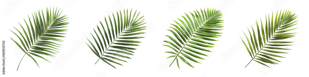 Fototapeta premium Tropical Palm Leaves Collection, Exotic Foliage Arrangement, Botanical Design Elements