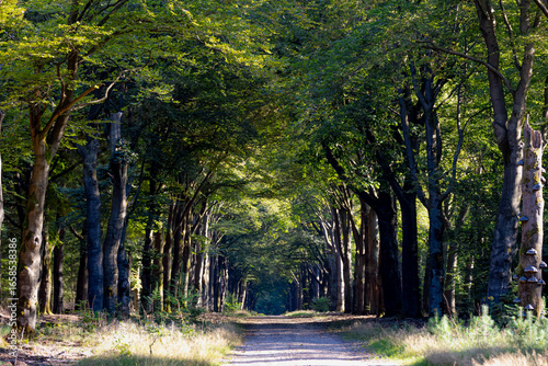 Photos Summer countryside landscape, Gravel path into the forest with warm sunlight in morning, Small street with tree trunks and green leaves, Gelderland is a province in the centre-east of the Netherlands