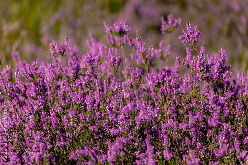 Obraz premium Selective focus bush of wild purple flowers Calluna vulgaris (heath, heide, ling or simply heather) is the sole species in the genus Calluna in the flowering plant family Ericaceae, Natural background