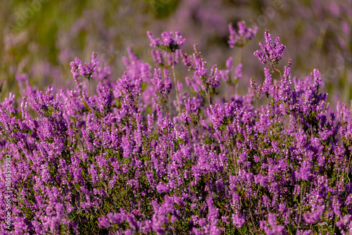 Selective focus bush of wild purple flowers Calluna vulgaris (heath, heide, ling or simply heather) is the sole species in the genus Calluna in the flowering plant family Ericaceae, Natural background