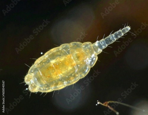 Microscopic insect, pale yellow
