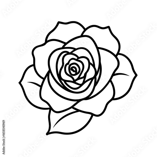 garden rose blooming