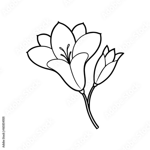  freesia flower vector illustration