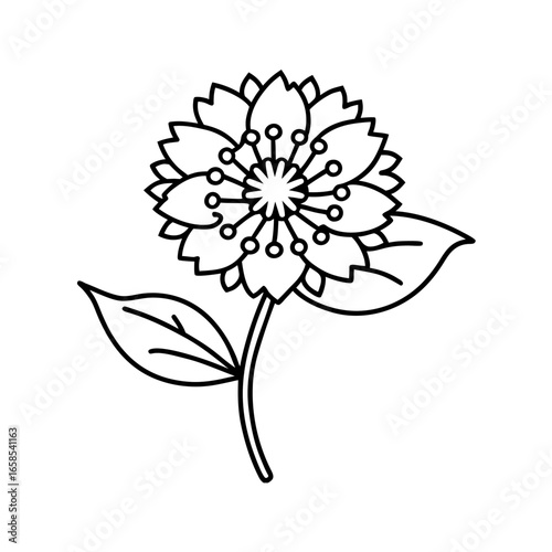 scabiosa flower line art