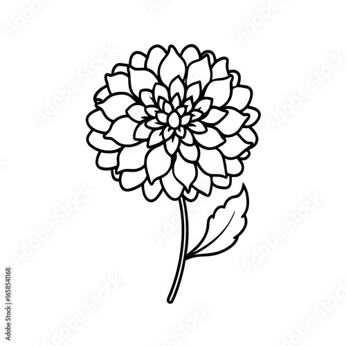  scabiosa flower line art