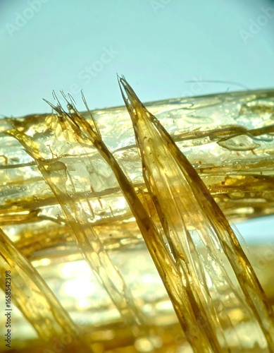 Microscopic view of organic fibers
