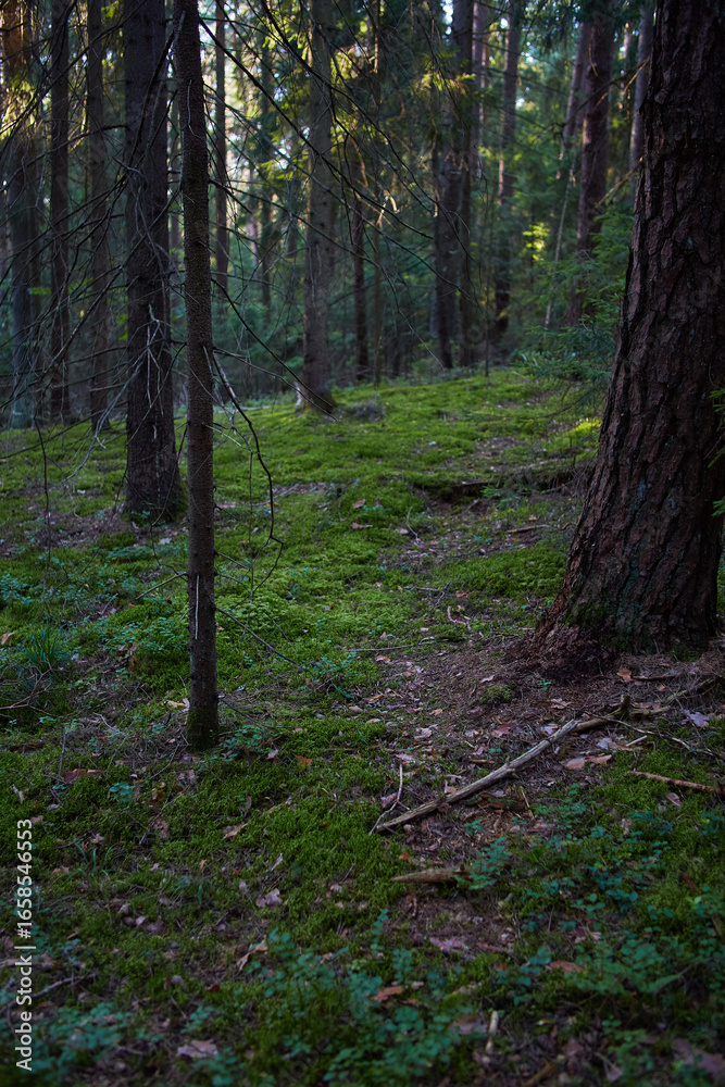 footpath in the woods footpath in the woods