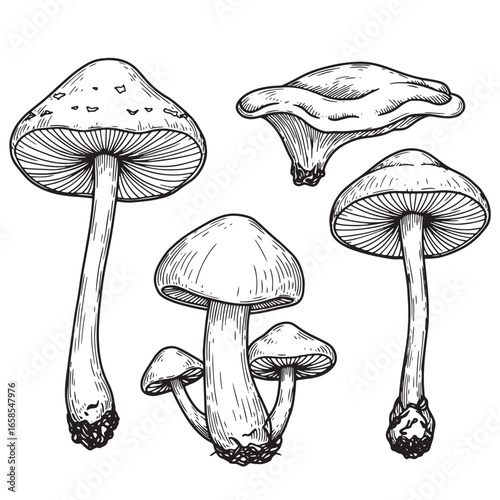 Detailed hand drawn illustrations of various mushroom varieties in vintage engraving style