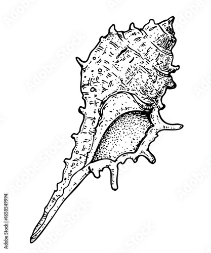 Seashell sketch. Hand drawn vector illustration. Black and white. Engraving style