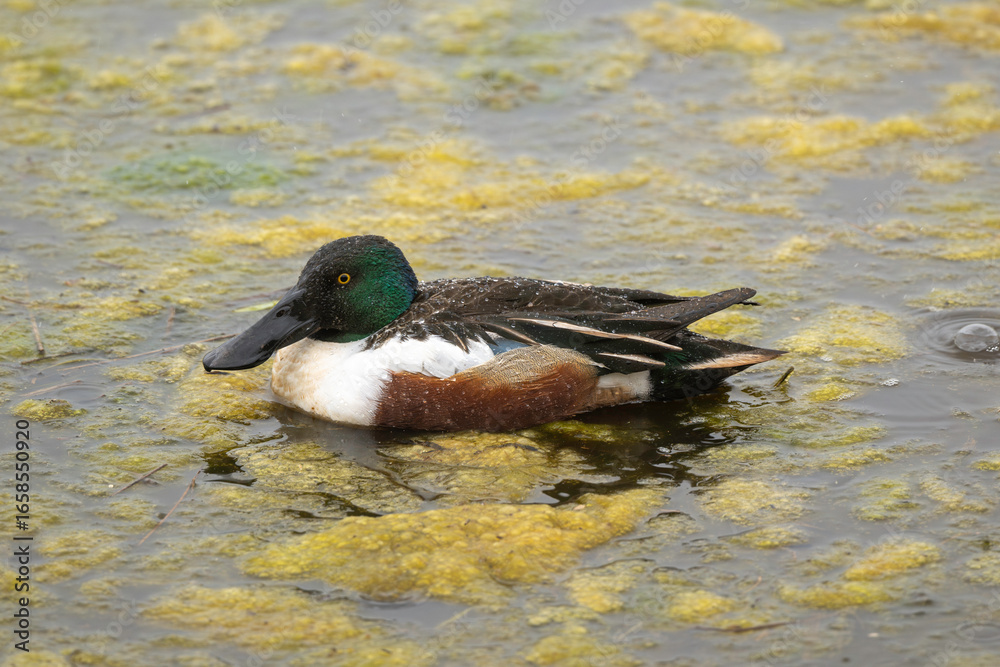 Obraz premium Canard souchet, male, Anas clypeata, No