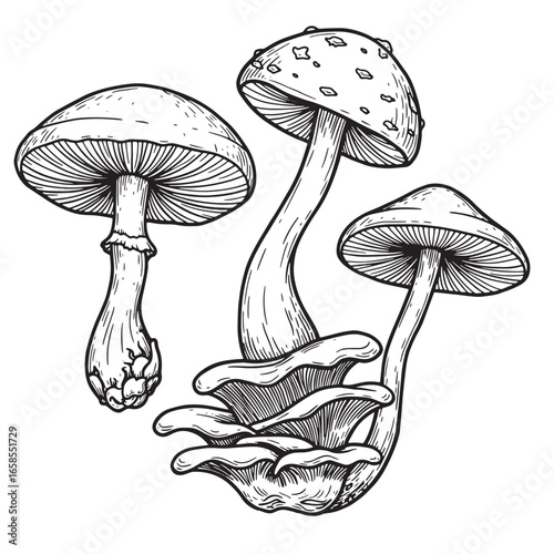 Hand drawn illustrations of various mushrooms in a detailed engraved vintage style