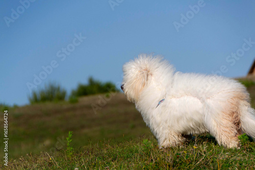 Fluffy Coton de Tulear Dog on Grass Hill