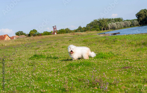 Fluffy Coton de Tulear Dog on Grass Hill