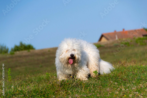 Fluffy Coton de Tulear Dog on Grass Hill