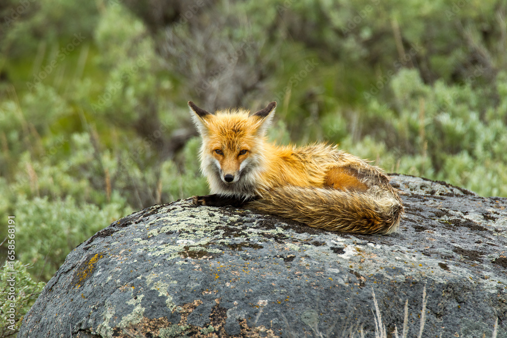 Obraz premium Red Fox resting on rock taken in Yellowstone NP