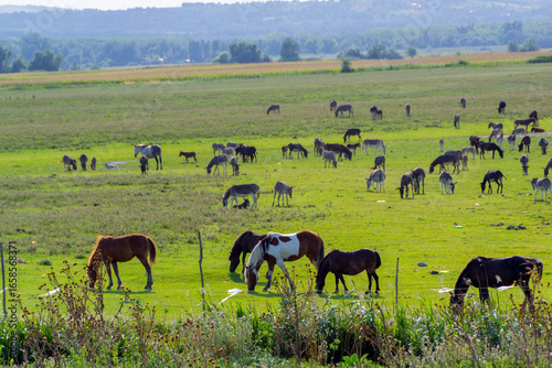 Horses and Donkeys Grazing on Green Pasture