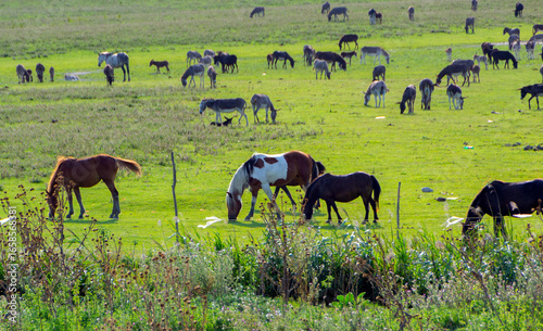 Horses and Donkeys Grazing on Green Pasture