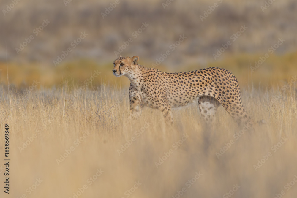 Cheetah Cheetah