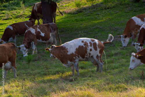 Brown and White Cows Grazing on Pasture