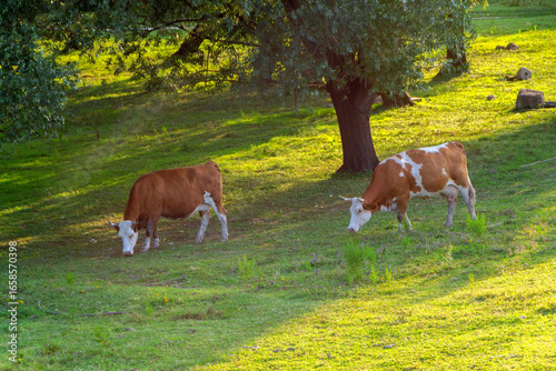 Brown and White Cows Grazing on Pasture