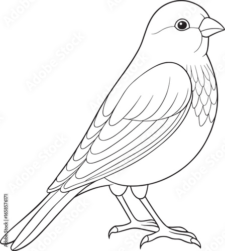 Simple line drawing of a canary bird for kids coloring books and educational materials featuring clean outlines and detail
