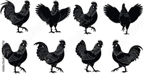Collection of black rooster silhouettes in dynamic poses, isolated vector icons for farm animal design, poultry artwork, editable template, vintage style