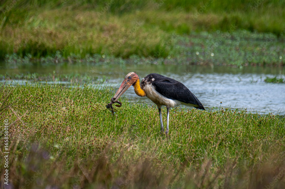 Ταπετσαρία A magnificent Greater Adjutant stork stands in a grassy, watery landscape