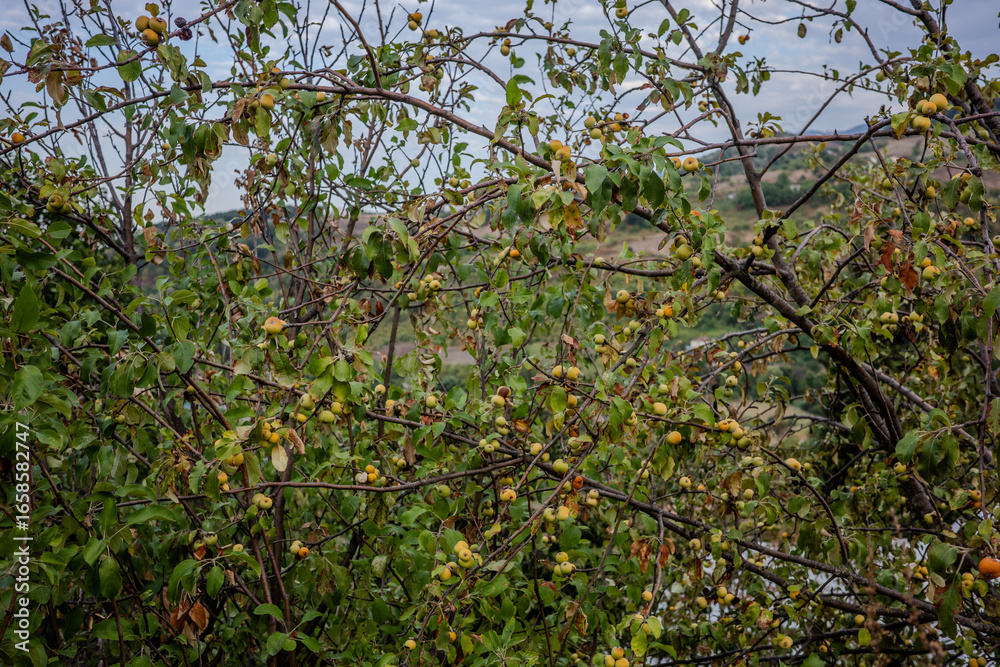 Φωτογραφία Branches of a fruit-laden jujube tree with dense green leaves in Başiskele, Kocaeli, Türkiye, set against a rural hillside background