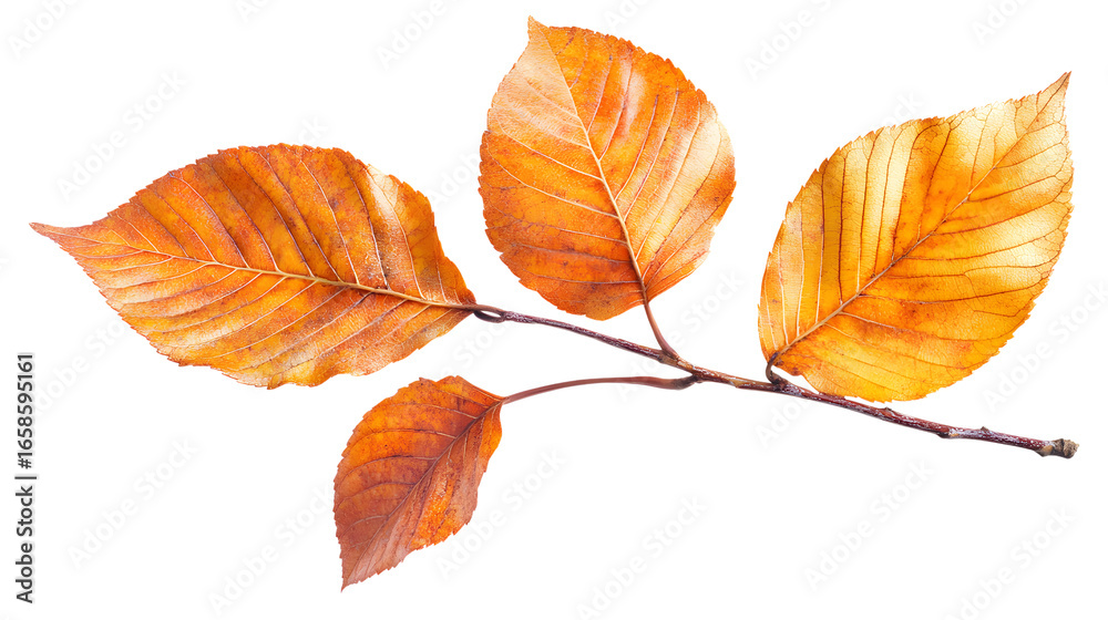 Naklejka premium Autumn branch with orange leaves isolated on a transparent background