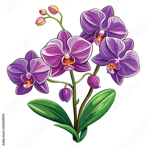 Beautifully Detailed Purple Phalaenopsis Orchid Vector Illustration

