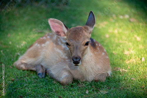 Baby Nara Deer Resting in Green Grass at Todaiji Temple, Nara, Japan