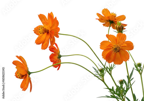 Beautiful orange cosmos flowers isolated on transparent background in full bloom