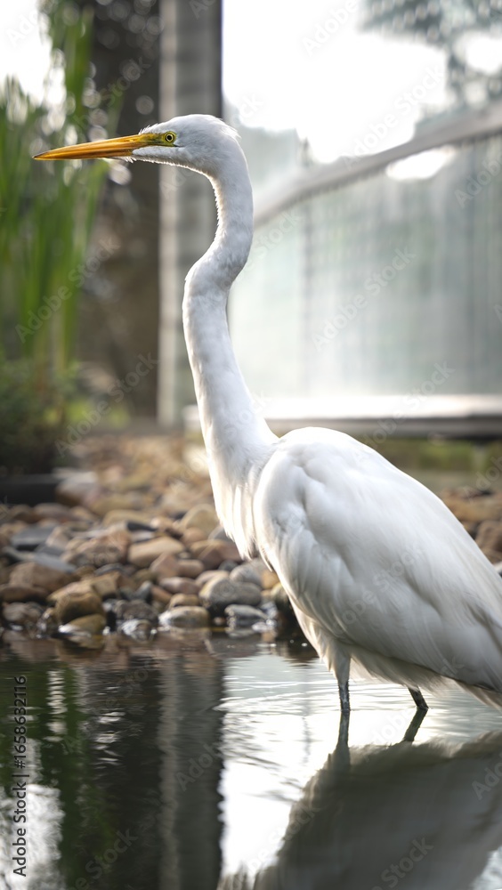 Naklejka premium Eastern great egret (Ardea alba modesta) looking for some food in the water